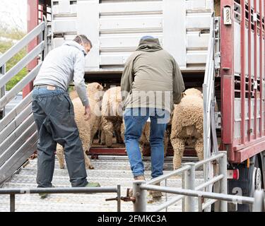 Bauern laden Schafe auf dem Markt in den Anhänger Stockfoto