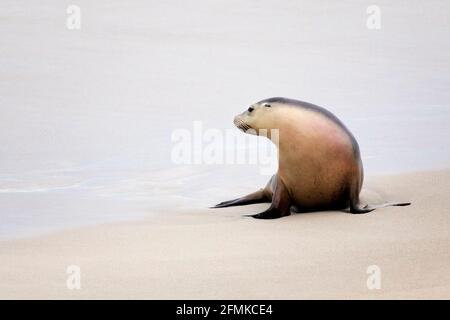 Blick aufs Meer – Seal Bay Stockfoto