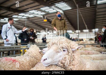 Versteigerung von Schafen auf dem Viehmarkt von Matford, Exeter, Großbritannien Stockfoto