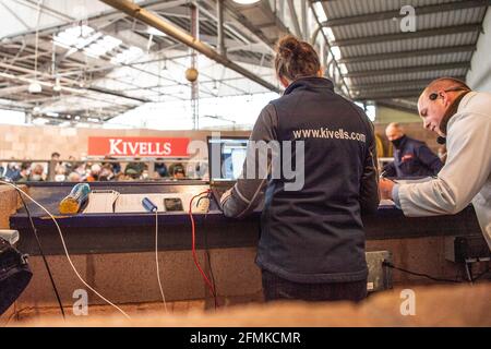 Auktionator, der Schafe auf dem Exeter-Viehmarkt in Großbritannien verkauft Stockfoto