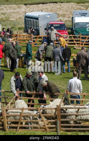 Die Schaf-Show „Farmers at Tan Hill Swaledale“, die am letzten donnerstag im Mai im Pub „Tan Hill“ stattfand. North Yorkshire, Großbritannien, 2005. Stockfoto