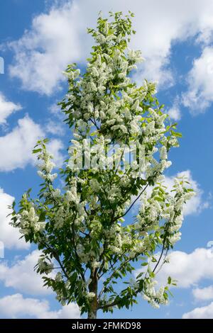 Weißblütenvögel Kirsche Prunus padus Baum Stockfoto