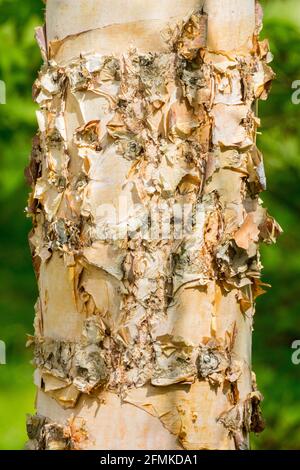 Fluss Birke Stamm Betula nigra Baum Stamm Birke Baum Stamm Birke, Baum Rinde Textur Stockfoto