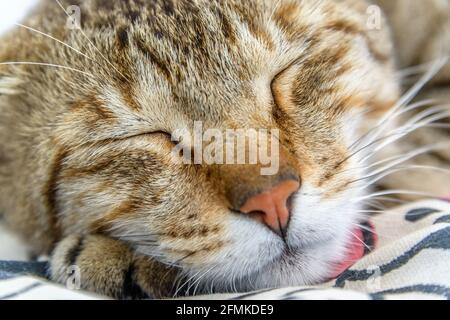Eine Nahaufnahme einer schlafenden Katze Stockfoto