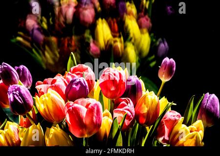 Bunte Tulpen; Bunter Tulpenstraß Stockfoto