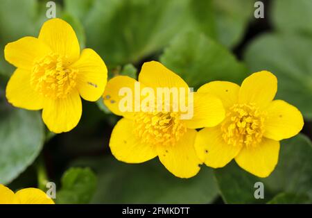 Marsh Marigold (Caltha Palustris) Stockfoto