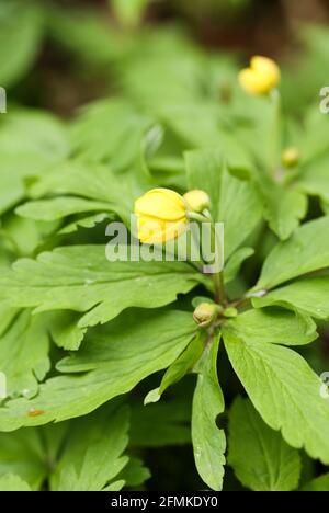 Gelbes Buschwindröschen (Anemone Ranunculoides) Stockfoto