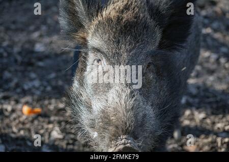 Wildschweinschnauze aus der Nähe Blick in dunklen Wald Stockfoto