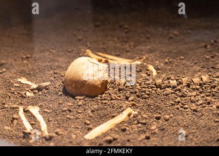 Schädel und Knochen im Boden. Verstreute Teile eines menschlichen Skeletts auf dem Boden. Stockfoto