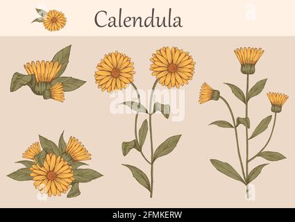 Handgezeichnetes Bild von Calendula-Blüten mit Stielen und Blättern.botanische Illustration. Heilkräuter für Design Naturkosmetik, Aromatherapie, Homöopat Stock Vektor