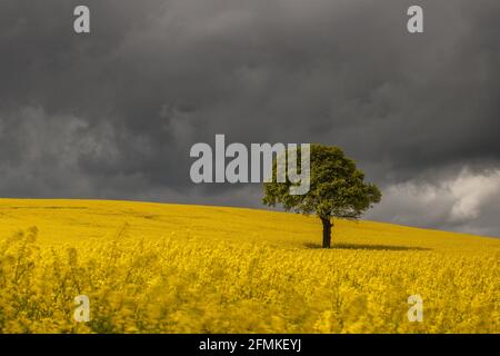 Ein launischer Himmel ragt über einer eineiigen Eiche, umgeben von einem Blatt gelber Rapsblüten, in einem Ambiente direkt vor dem Dorf Woolley, in der Nähe von Wakefield, West Yorkshire, Großbritannien Stockfoto