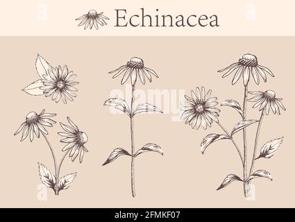 Handgezeichnetes Bild von Echinacea-Blüten mit Stielen und Blättern.botanische Illustration. Heilkräuter für Design Naturkosmetik, Aromatherapie, Homöopath Stock Vektor