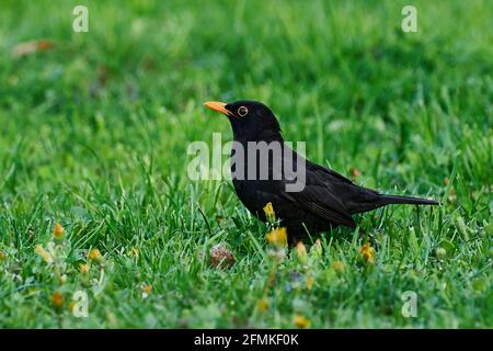 Blackbird Männchen steht regungslos im Gras. Auf der Suche nach Essen. Seitenansicht, Nahaufnahme. Gattungsart Turdus merula. Stockfoto