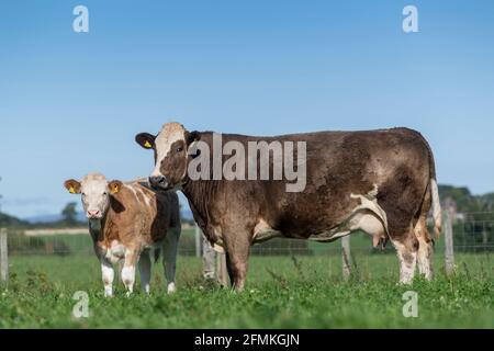 Herde von Mutterrindern mit Kälbern, die auf üppiger Kleeblatt-Weide grasen, Cumbria, Großbritannien. Stockfoto