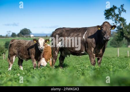 Herde von Mutterrindern mit Kälbern, die auf üppiger Kleeblatt-Weide grasen, Cumbria, Großbritannien. Stockfoto