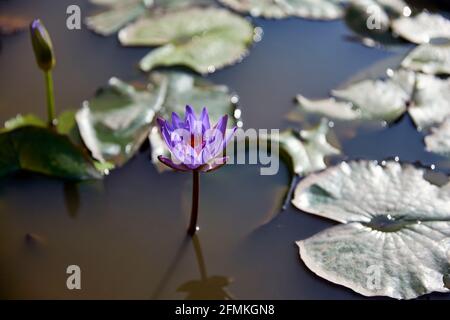 Seerose (Nymphea) im Königlichen Palast von Phnom Penh. Kambodscha Stockfoto