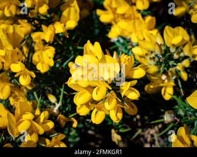 Gelbe Ginsterblüten. Invasive Pflanzenarten Stockfoto
