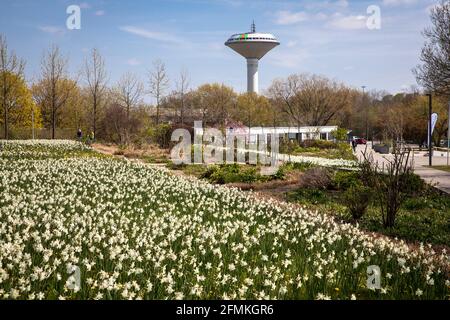 Narzissen im Neuland-Park, im Hintergrund der Wasserturm der Energieversorgung Leverkusen, Leverkusen, Nordrhein- Stockfoto