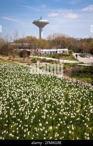 Narzissen im Neuland-Park, im Hintergrund der Wasserturm der Energieversorgung Leverkusen, Leverkusen, Nordrhein- Stockfoto