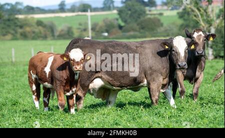 Herde von Mutterrindern mit Kälbern, die auf üppiger Kleeblatt-Weide grasen, Cumbria, Großbritannien. Stockfoto