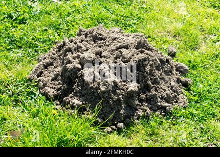 Die einzige Mücke in der Mitte des Rasens, Grasboden Stockfoto