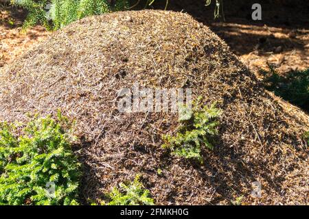 Ameisenhügel am Waldrand auf dem Nest Formica rufa, Ameisenkolonie an einem sonnigen Ort Stockfoto