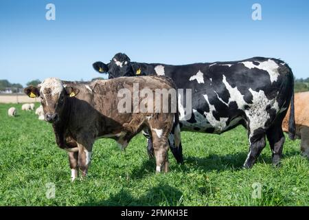 Herde von Mutterrindern mit Kälbern, die auf üppiger Kleeblatt-Weide grasen, Cumbria, Großbritannien. Stockfoto