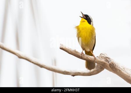 Gewöhnlicher Gelbkehlengesang während der Frühjahrswanderung Stockfoto