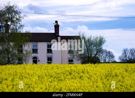 Farmleben, Blumen und Felder in Großbritannien, aufgenommen mit Sony alpha Stockfoto