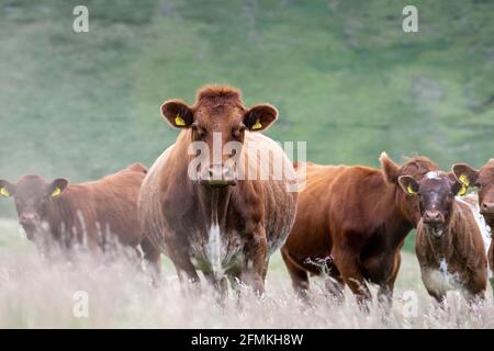 Luing Rindfleisch auf Moorland in der Nähe von Elvanfoot, Biggar, Schottland, Großbritannien. Stockfoto