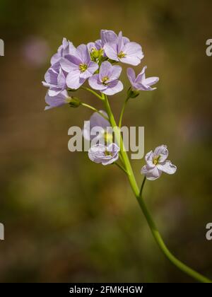Cuckooflower (Cardamine pratensis) Stockfoto