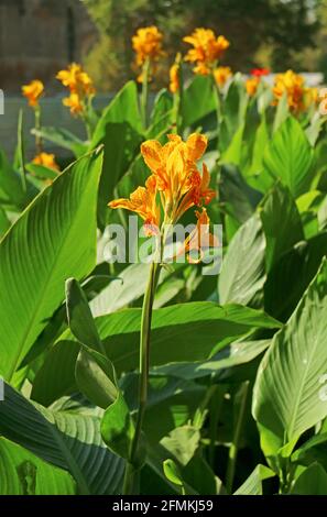 Ein Haufen lebhafter Canna Lily Blumen unter grünem Laub Stockfoto