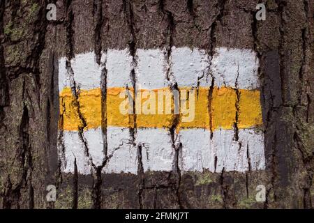 Weiße und gelbe Markierung auf der Rinde eines Baum Stockfoto