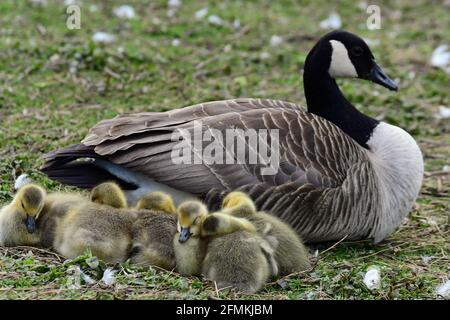 Bristol, Großbritannien. Mai 2021. Britische Tierwelt an einem windigen und sonnigen Nachmittag an den Backwell Lakes in North Somerset. Canada Goose mit ihren Küken ein paar Tage alt gesehen. Bildquelle: Robert Timoney/Alamy Live News Stockfoto