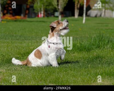 Jack Russell Terrier sitzt und schaut aufmerksam aus Stockfoto