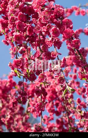 Weinende Pfirsich Prunus persica Meliert weinend Stockfoto