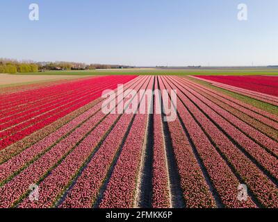 Tulpenfeld in den Niederlanden, farbenfrohe Tulpenfelder in Flevoland Noordoostpolder Holland, niederländische Frühlingsansichten in den Niederlanden, farbenfrohe Tulpenblumen im Frühling Stockfoto