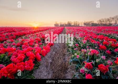 Tulpenfeld in den Niederlanden, farbenfrohe Tulpenfelder in Flevoland Noordoostpolder Holland, niederländische Frühlingsansichten in den Niederlanden, farbenfrohe Tulpenblumen im Frühling Stockfoto