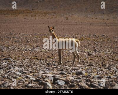 Nahaufnahme einer neugierigen jungen vicuna vicugna, die sich ansieht Kamera in der Wüste Uyuni Atacama Potosi Sur Lipez Bolivien Süd Amerika Stockfoto