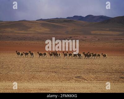 Typisches Andengebirge Altiplano Landschaftspanorama mit einer Gruppenherde Wildes Vicunas Tier in Sur Lipez Potosi Bolivia South Amerika Stockfoto