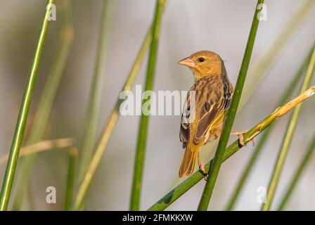 Village Weaver - Ploceus cucullatus, schöner gelb-schwarzer Barschvogel aus afrikanischen Wäldern und Gärten, See Ziway, Äthiopien. Stockfoto