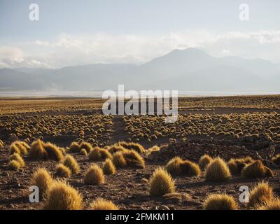 Panoramablick auf das idyllische einfache Schuppen Backsteinhaus In Jarava Ichu Paja Brava Grasstrauch Puna Grasland anden Vegetation in Uyuni Sur Li Stockfoto