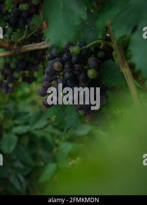 Detailansicht von lila blauen schwarzen Weintrauben Reben Obst auf Bauernhof Plantage Weingut Weinberg in Vaduz Liechtenstein alpen Europa Stockfoto