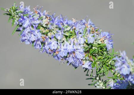 Blauer Rosmarin Riviera Rosmarinus officinalis blauer Dorn Stockfoto