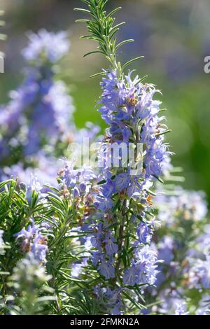 Blassblaue Rosmarinus officinalis Riviera krautige Pflanze Stockfoto