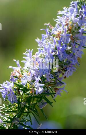 Rosmarinus officinalis Riviera Rosmarin blauer Dorn Stockfoto