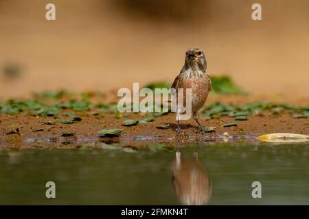 Männliches gewöhnliches Linnet (Linaria cannabina) Stockfoto