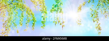 Frühling-Sommer Hintergrund - junge zarte Birkenblätter vor dem Hintergrund des blauen Himmels und der Sonne, Sonnenstrahlen. Stockfoto