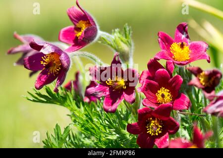 Pulsatilla vulgaris Rubra Pasque Blume Stockfoto