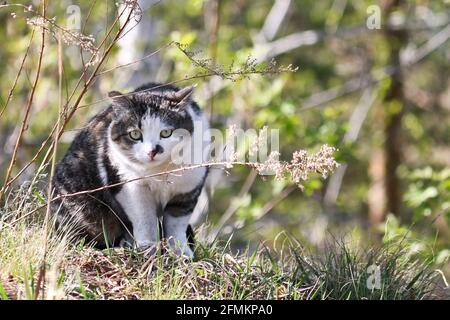 Eine Straßenkatze mit einem lustigen Gesicht sitzt im Gras und jagt nach Mäusen. Stockfoto